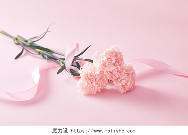 鲜花花朵纯色粉色背景上的丝带缠绕的康乃馨花朵场景教师节母亲节配图创意